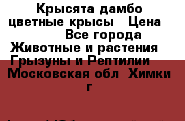 Крысята дамбо цветные крысы › Цена ­ 250 - Все города Животные и растения » Грызуны и Рептилии   . Московская обл.,Химки г.